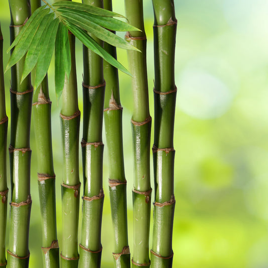 Almofada Natura Bambu